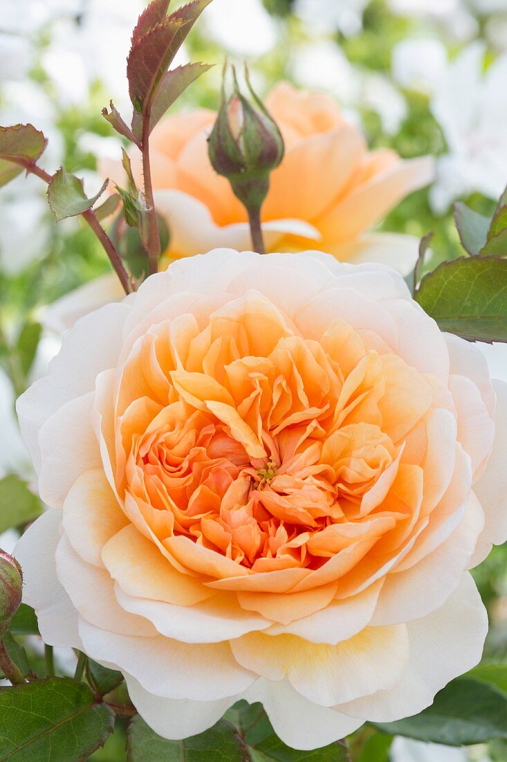 Apricot rose in garden