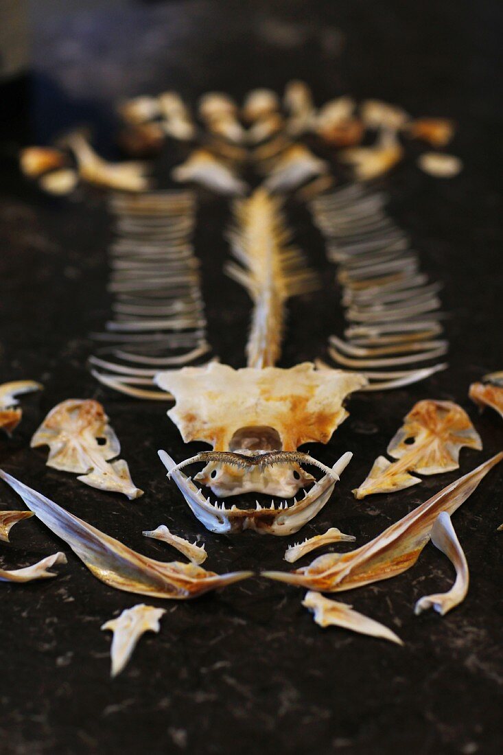 A row of fish bones