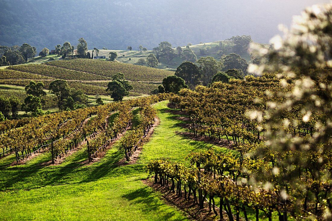 A vineyard in New South Wales, Australia