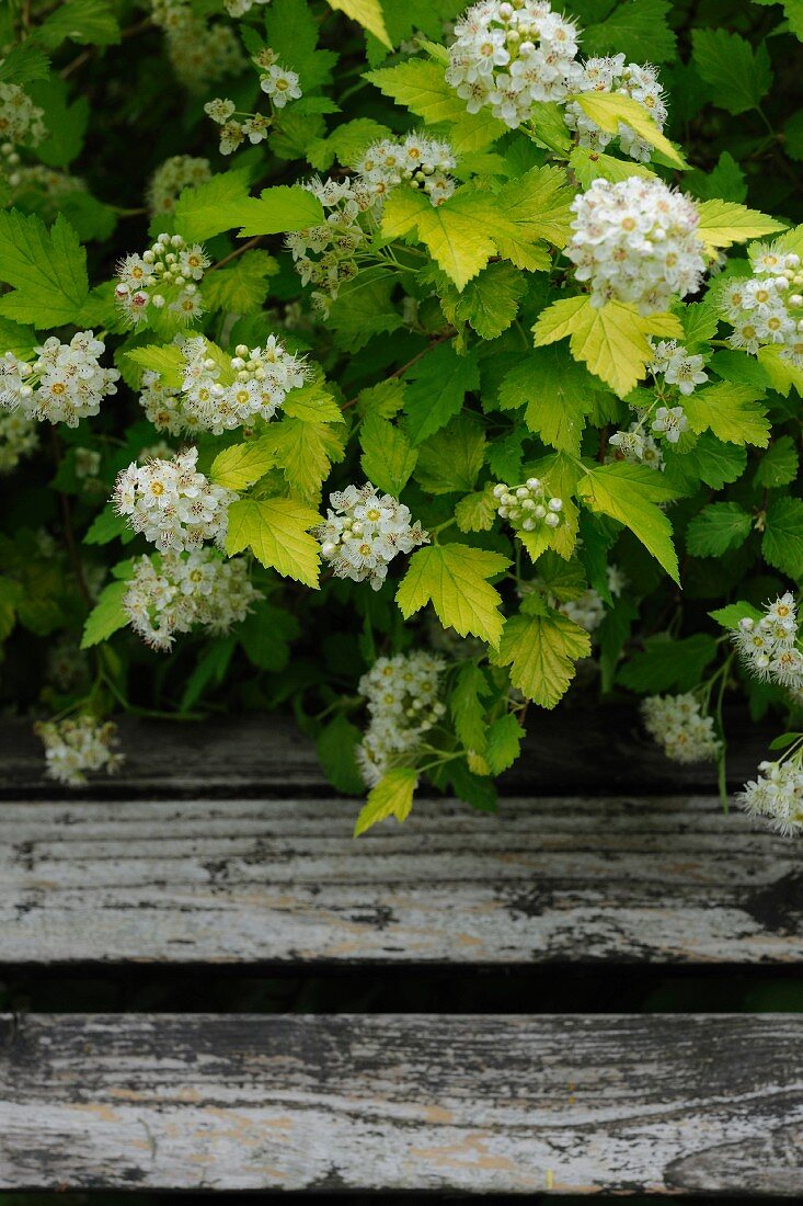 Blühende Spiere hinter Gartenbank