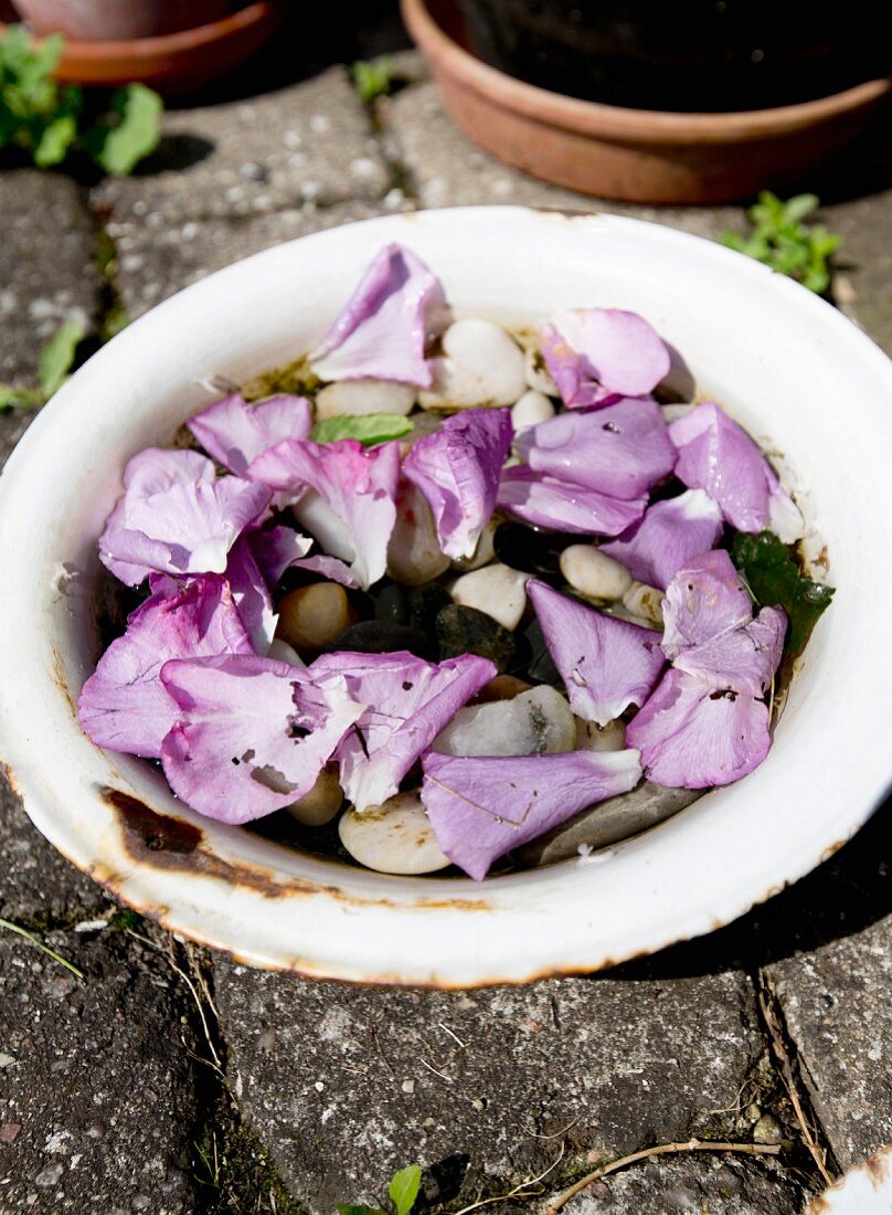 Purple petals in white dish on cobbled floor