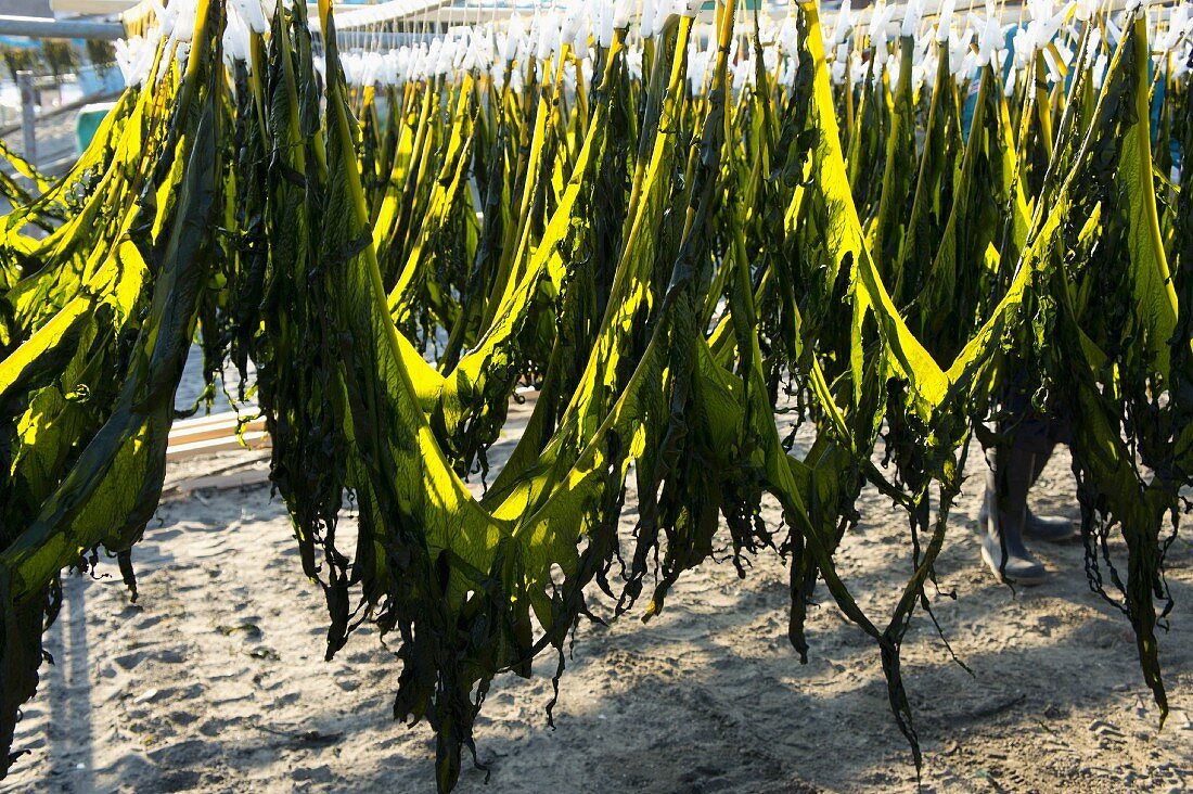 Fresh wakame seaweed hanging to dry
