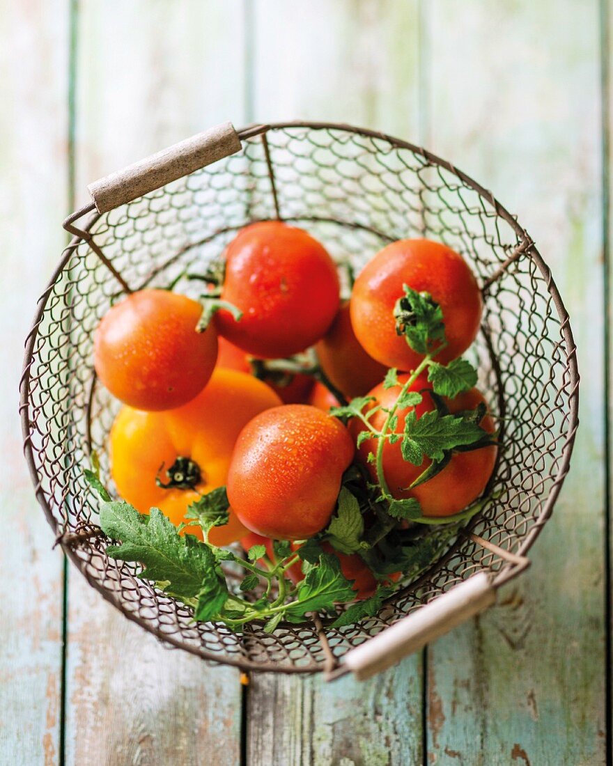 Fresh tomatoes in a wire basket