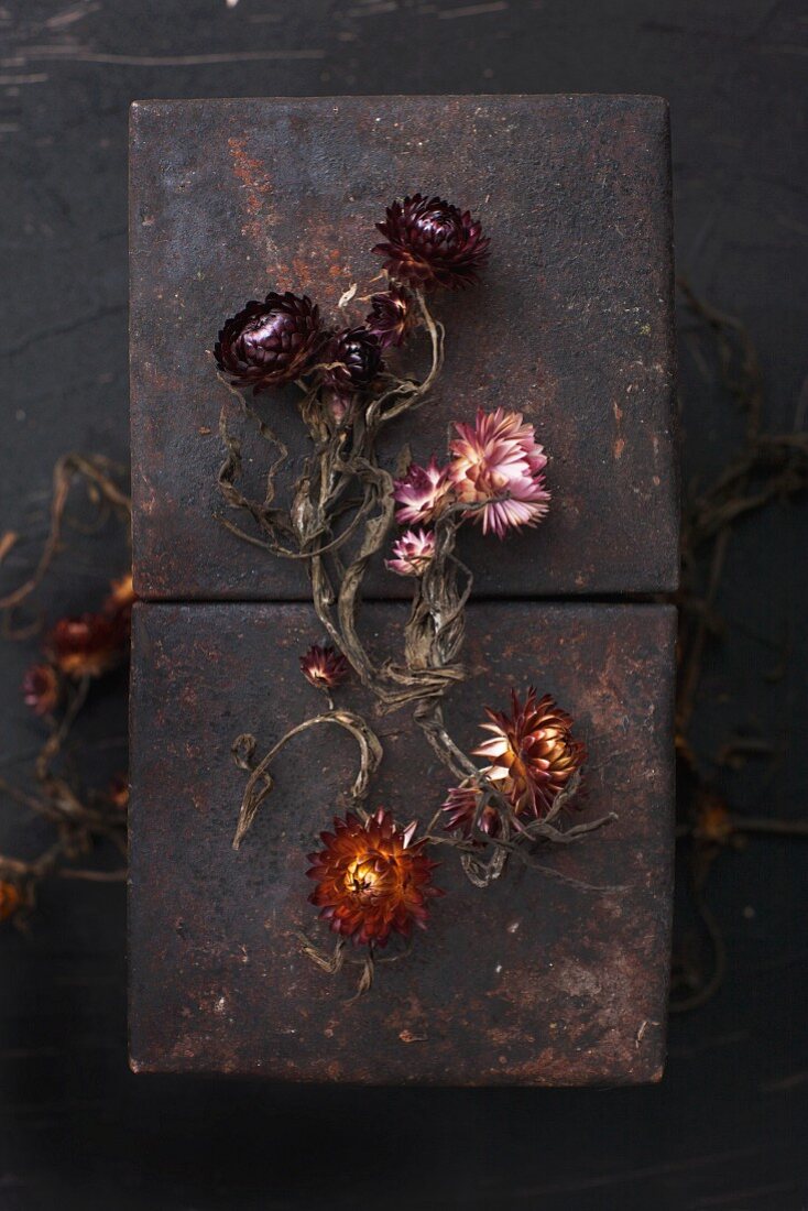 Dried everlasting flowers on rusty panels