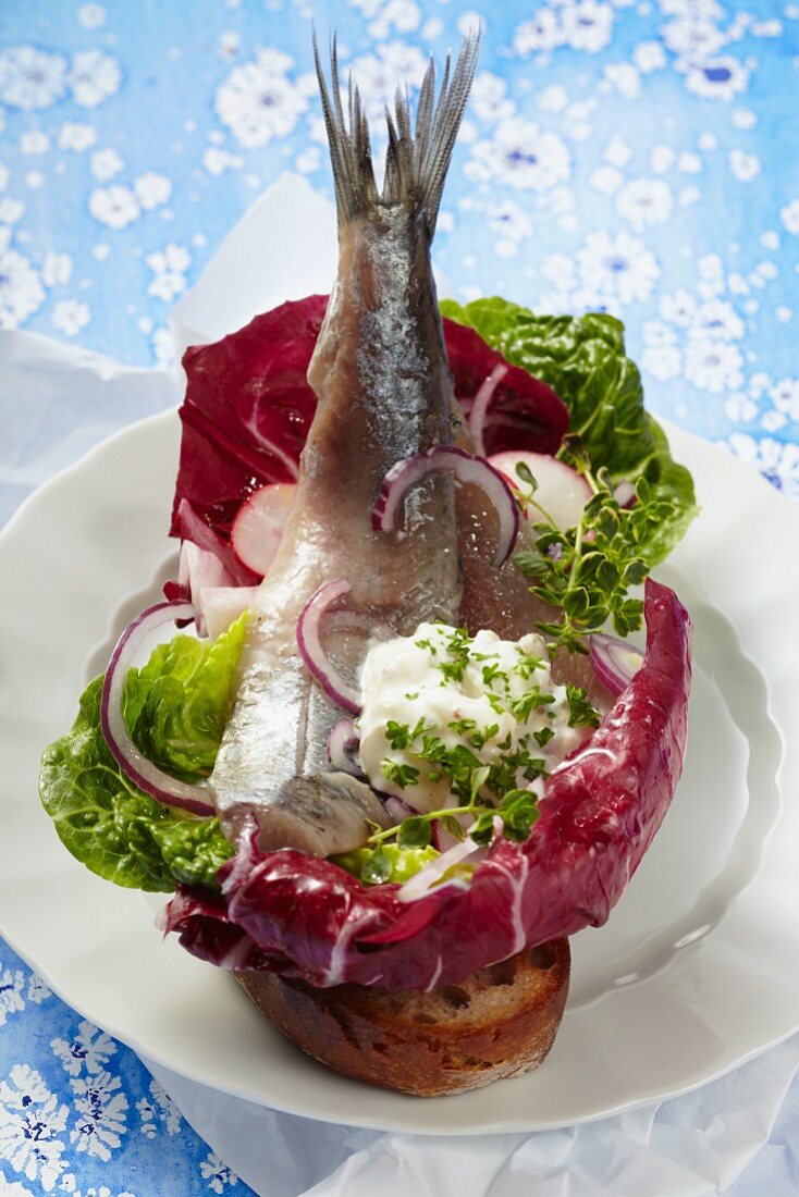 Matjes auf geröstetem Graubrot mit Apfel-Zwiebel-Remoulade