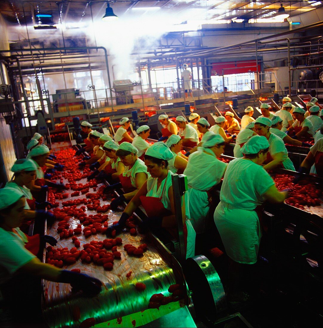 Arbeiter in einer Tomatenfabrik