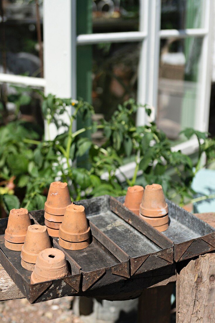 Metallschalen mit Tontöpfen vor dem Gewächshaus