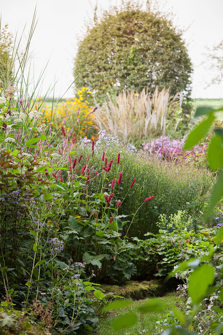 Kerzenknöterich (Persicaria amplexicaule) in spätsommerlichem Gartenbeet