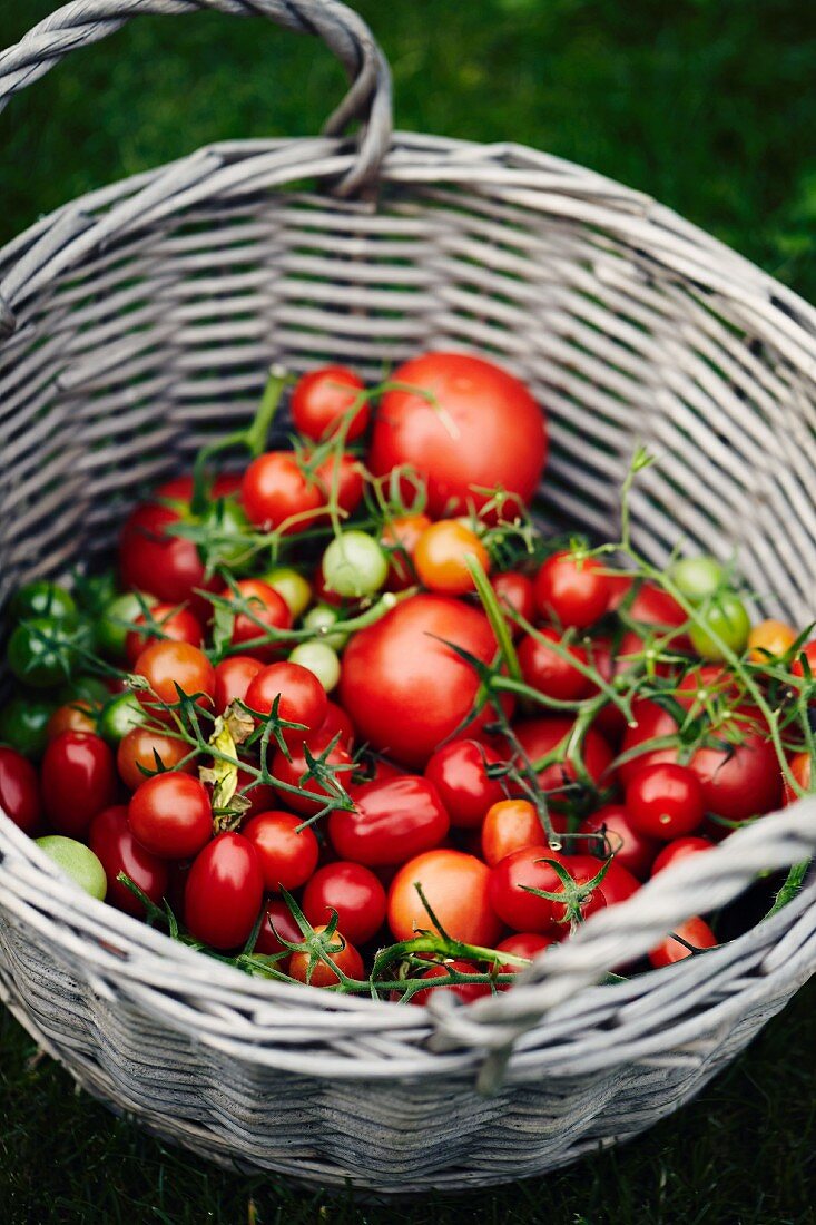 Freshly picked tomatoes in a basket