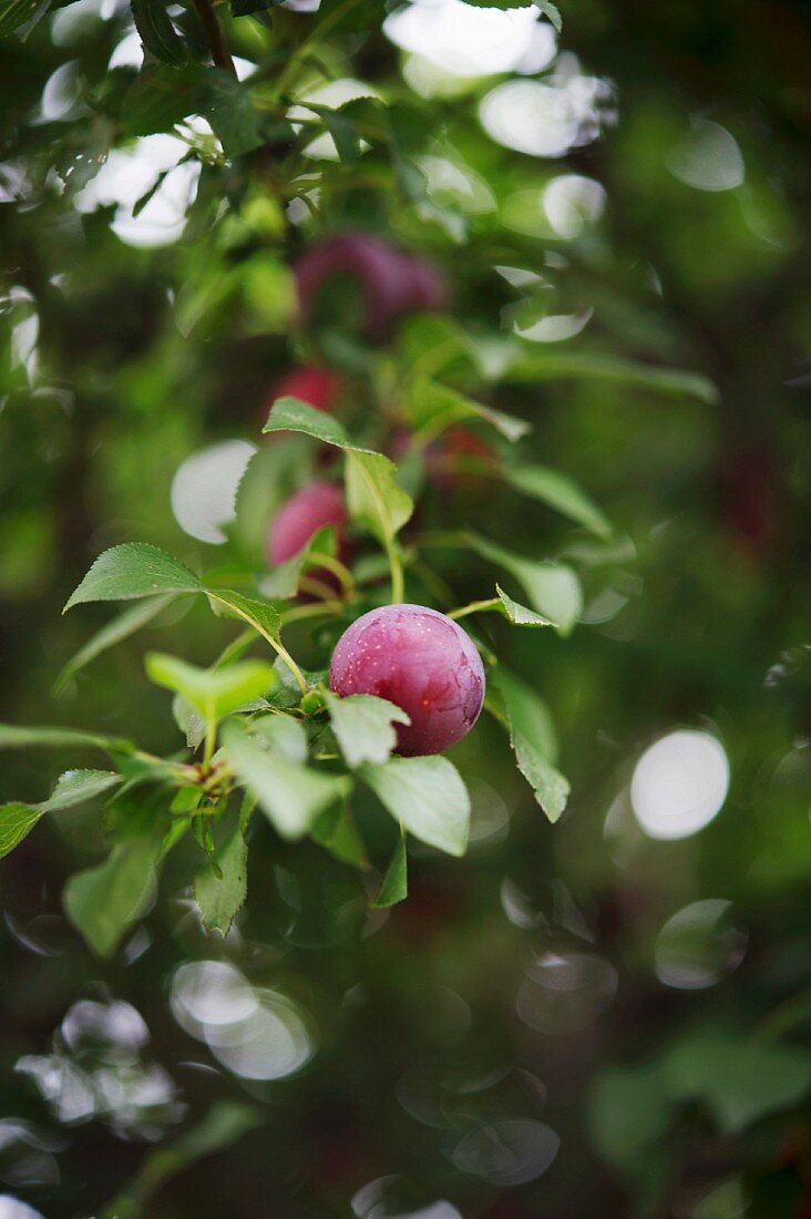 Jam is made from the cherry plums that grow in Georg Schwenk's garden (Augustus-Rex Brände in Dresden)
