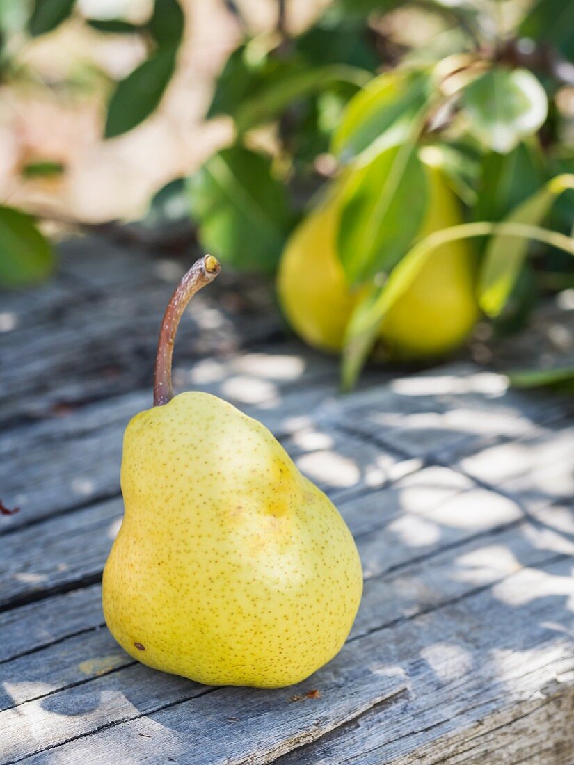 A yellow pear on a wooden bench