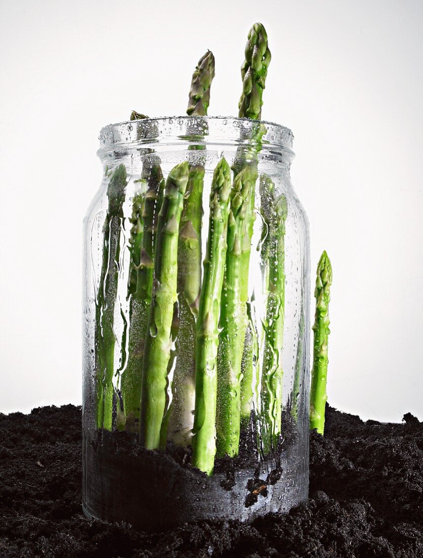 Green asparagus in a jar in soil