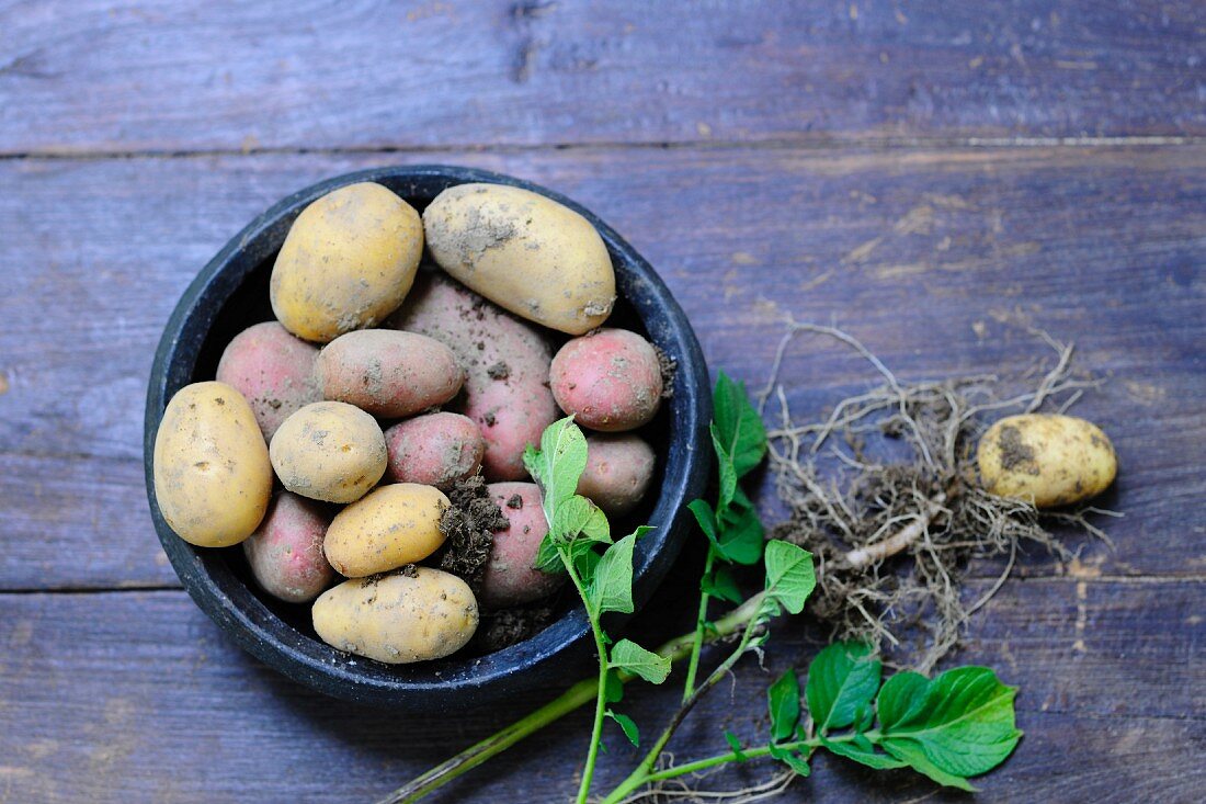 Verschiedene Kartoffelsorten und eine Kartoffelpflanze