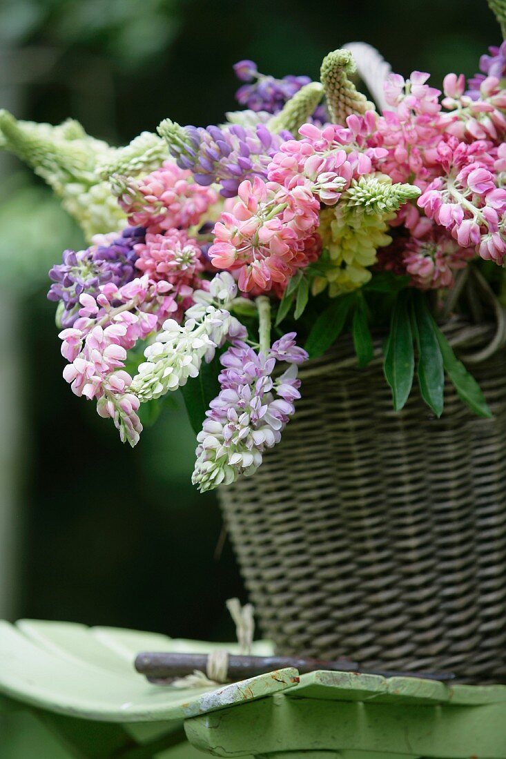 Lupins of various colours in basket