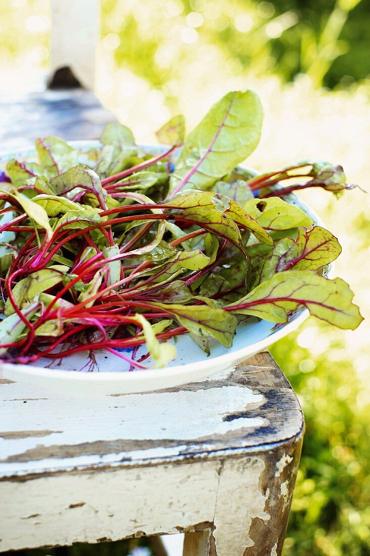 Beetroot leaves in a bowl on a wooden chair in a garden