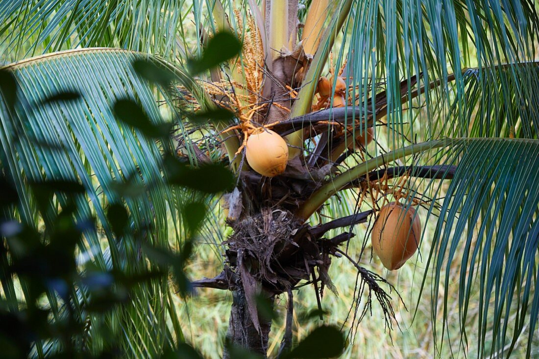 Coconuts on a palm tree (Costa Rica)