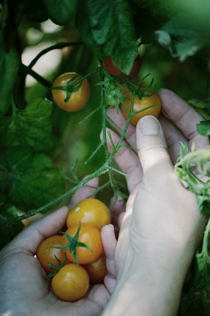 A hand picking small yellow tomatoes