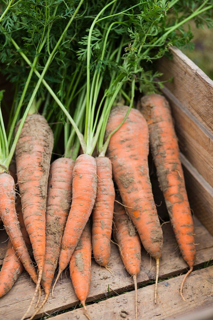 Freshly harvested carrots in a wooden crate