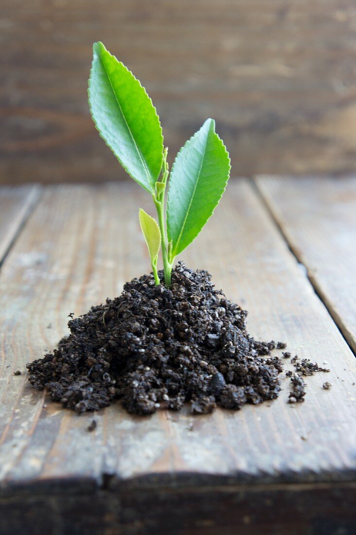 Tea leaves in a pile of soil