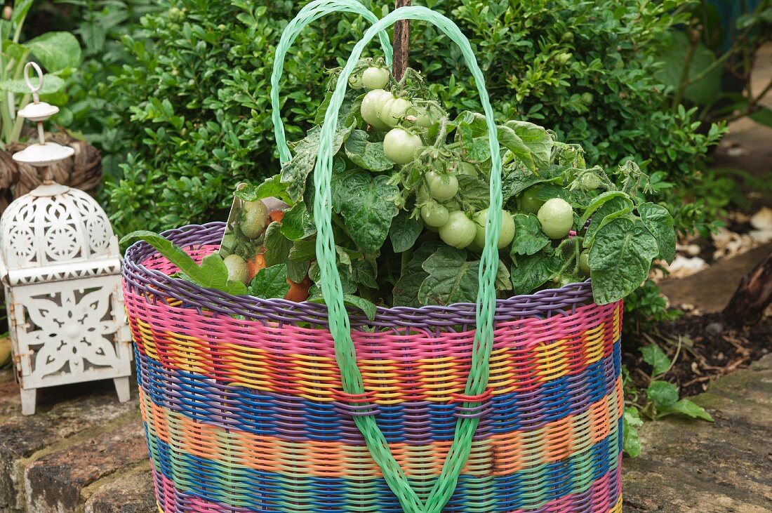 Tomato plants in a colourful plastic basket outside on a stone wall