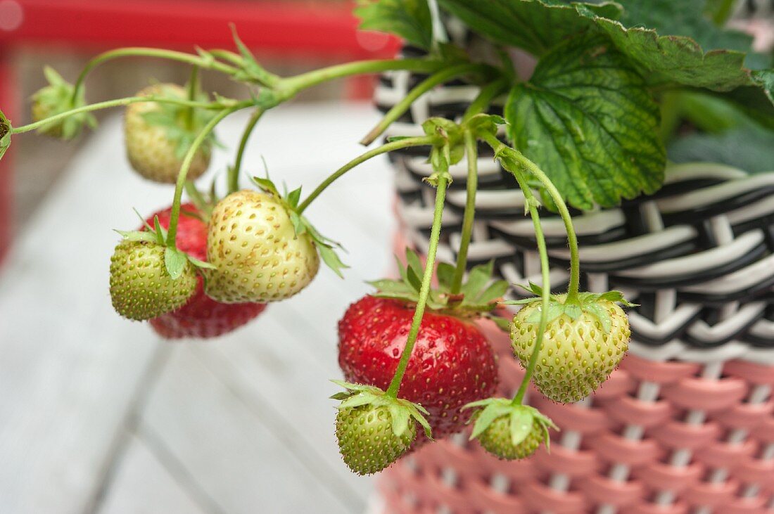 Reife & unreife Früchte an Erdbeerpflanze in Übertopf aus Plastik Geflecht