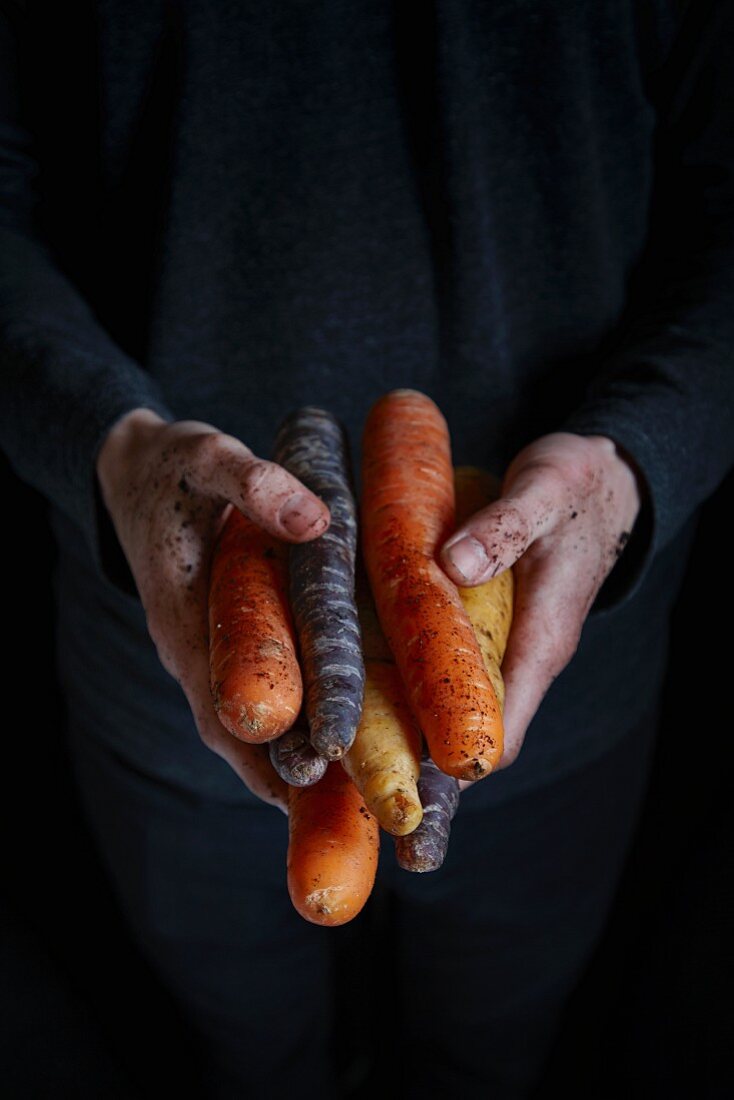 Hands holding various types of carrots