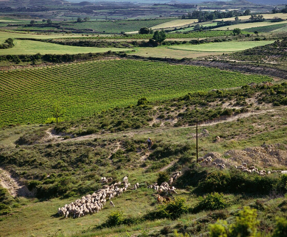 Hirten und Schafe mit Weinberg (Laguardia, Alava, Spanien)