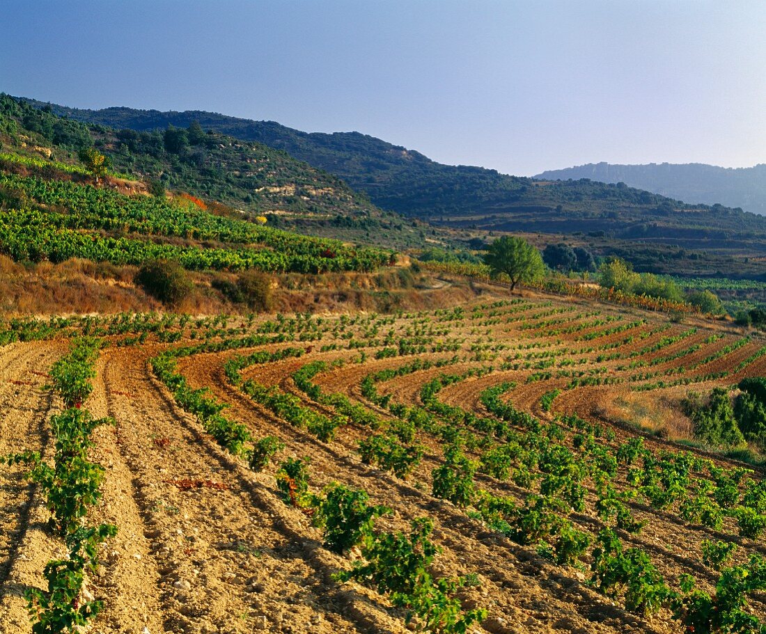 Weinberge auf dem Remelluri Weingut (Labastida, Alava, Spanien)
