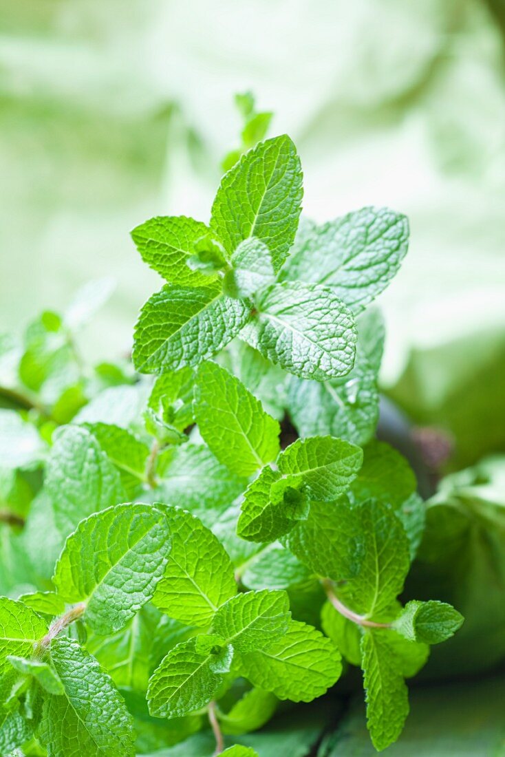 Fresh mint (close-up)