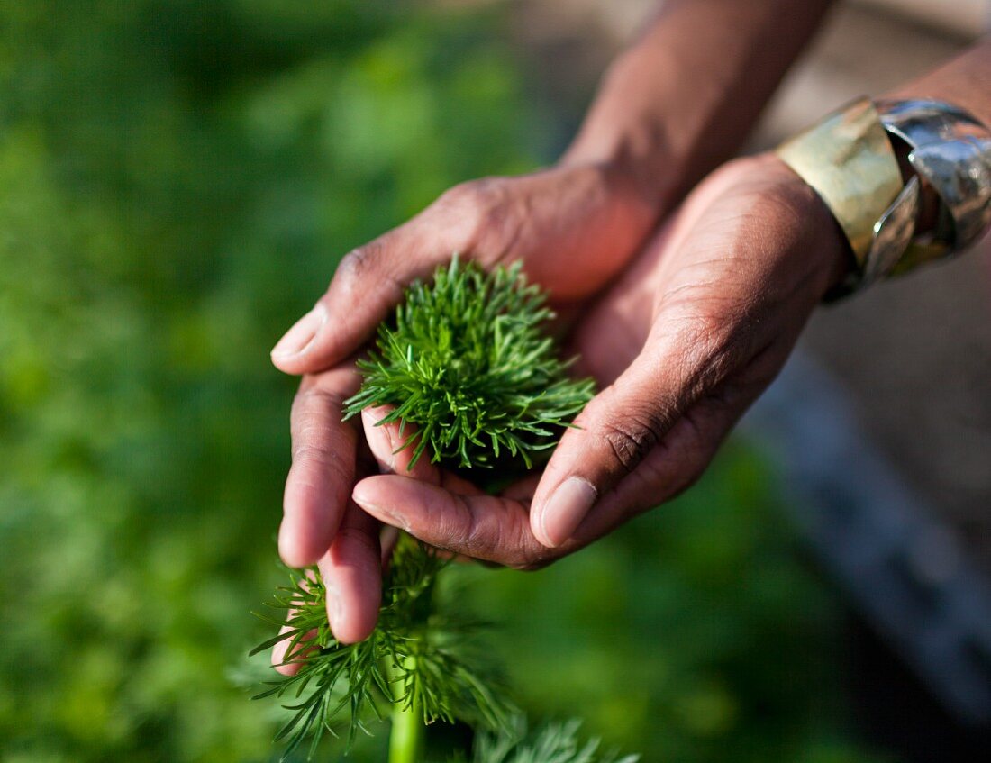 Hands holding freshly picked herbs