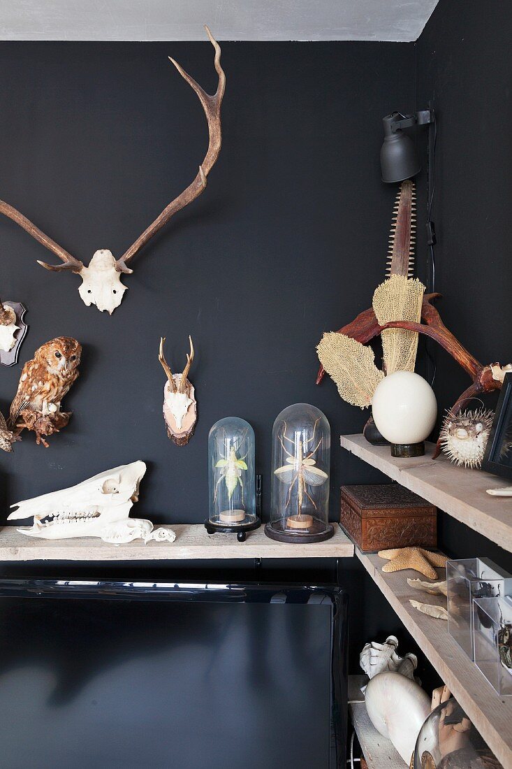 Collection of hunting trophies hung on black-painted wall, on wooden shelves and under glass covers