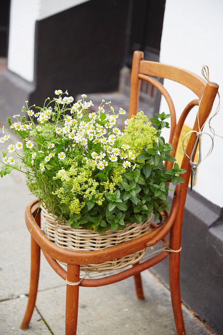 An old chair being used as a plant stand with a wicker planter of herbs and flowers
