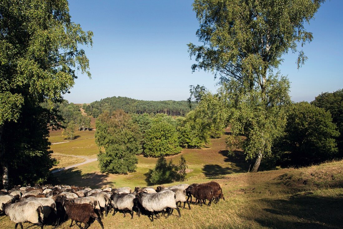 Schafe in der Fischbeker Heide, Naturschutzgebiet, Hamburg