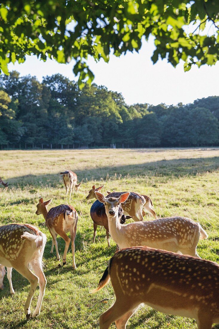 Deer in the Niendorf nature reserve, Hamburg