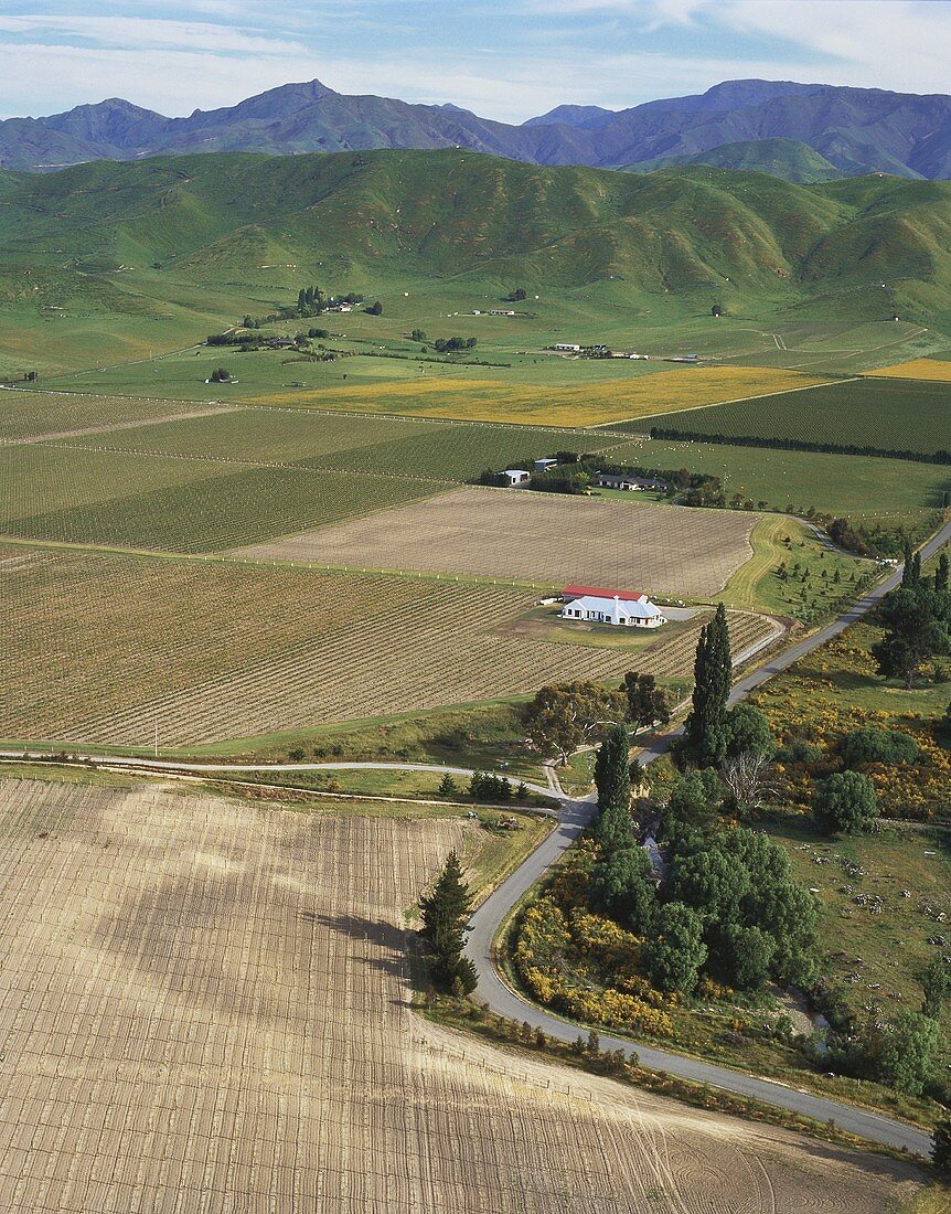Luftbild der Weingärten im Bereich von Marlborough,Neuseeland