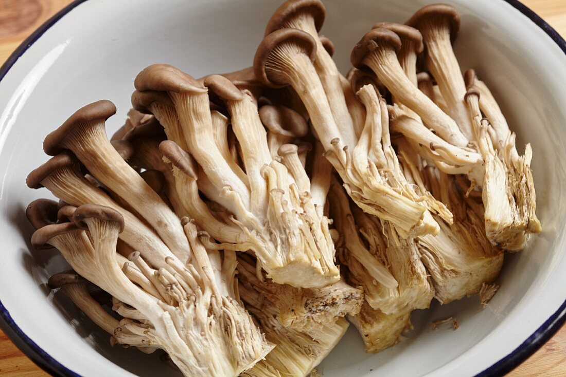 Young oyster mushrooms from Korea