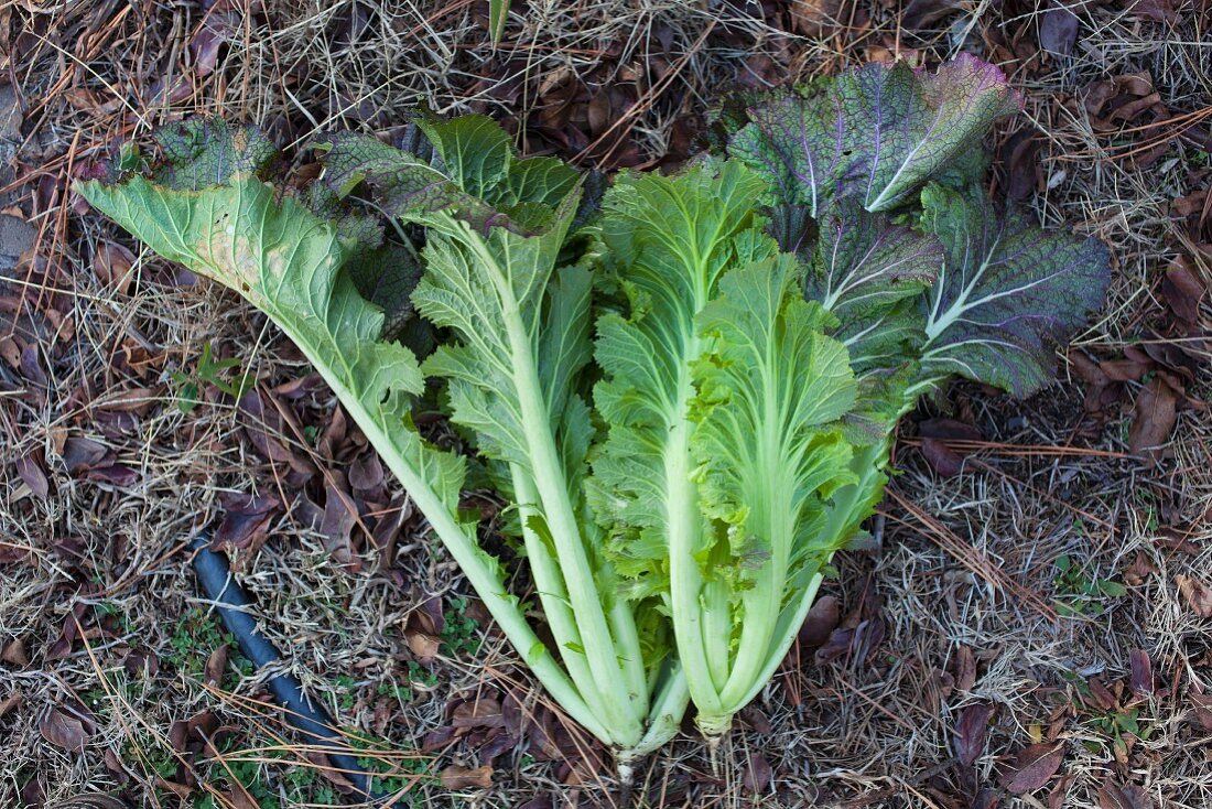 Kale in a garden