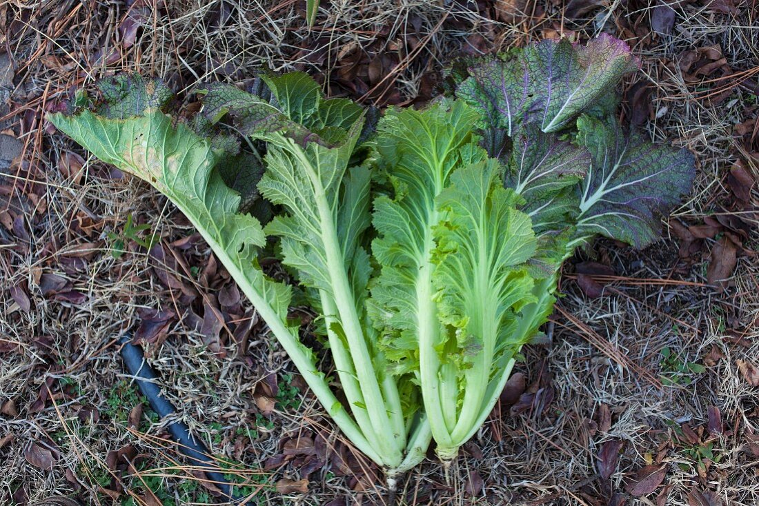 Kohl im Garten