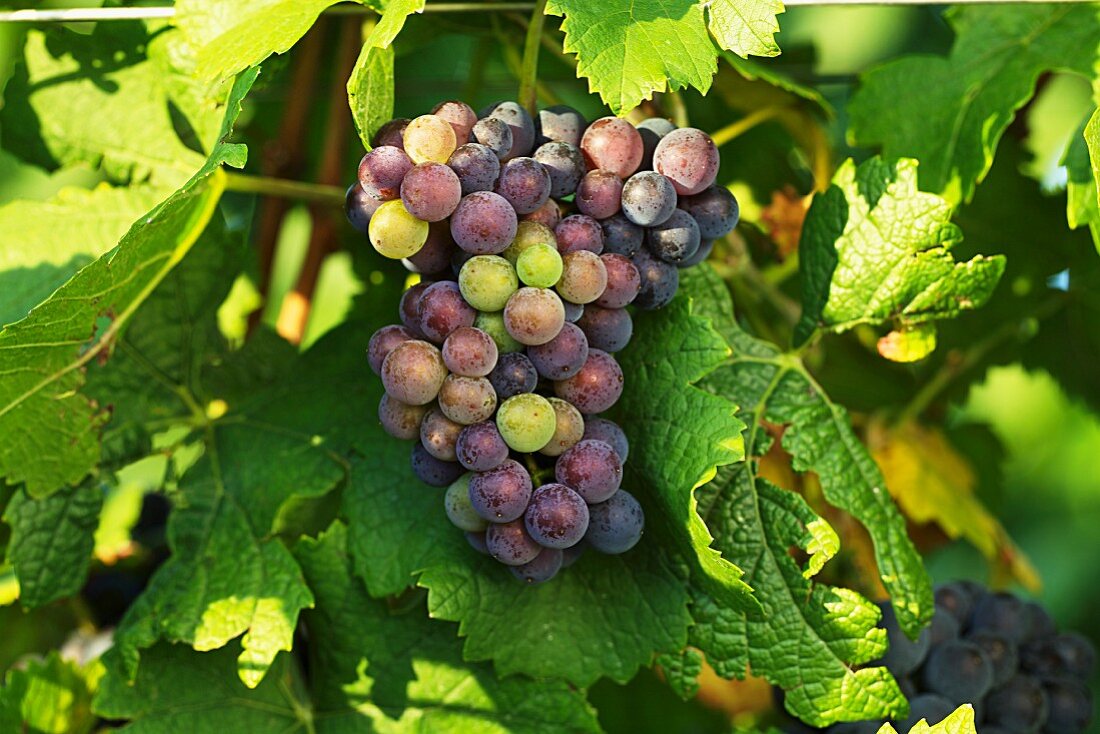 St. Laurent grapes changing colour, Austria