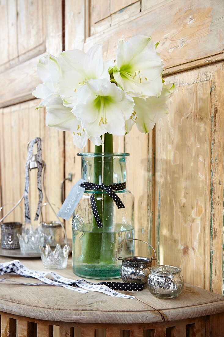 White amaryllis in glass vase