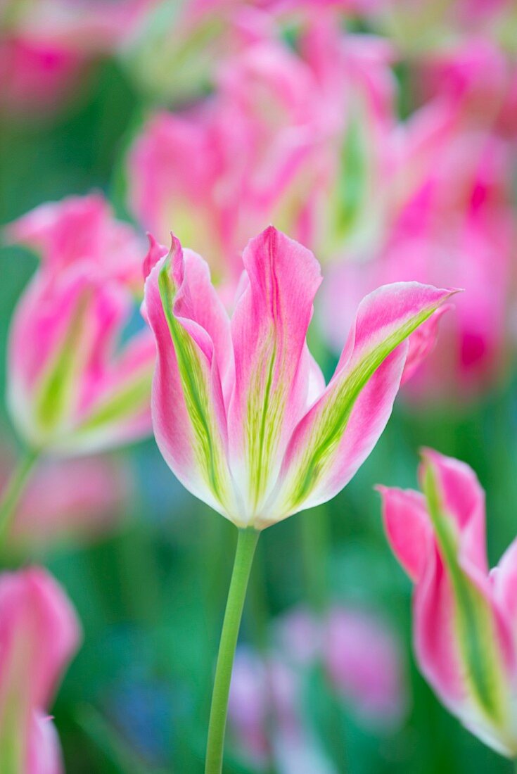 Tulipa 'Virichic'