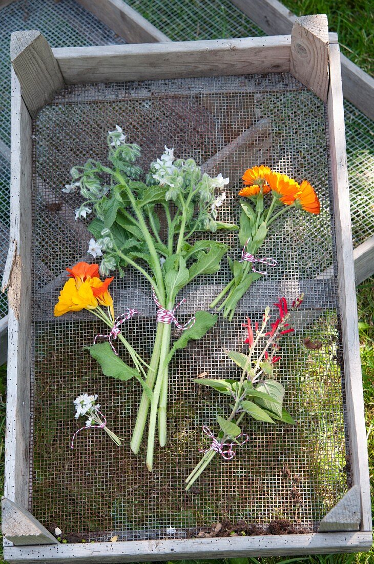 Verschiedene Blüten zum Trocknen ausgelegt