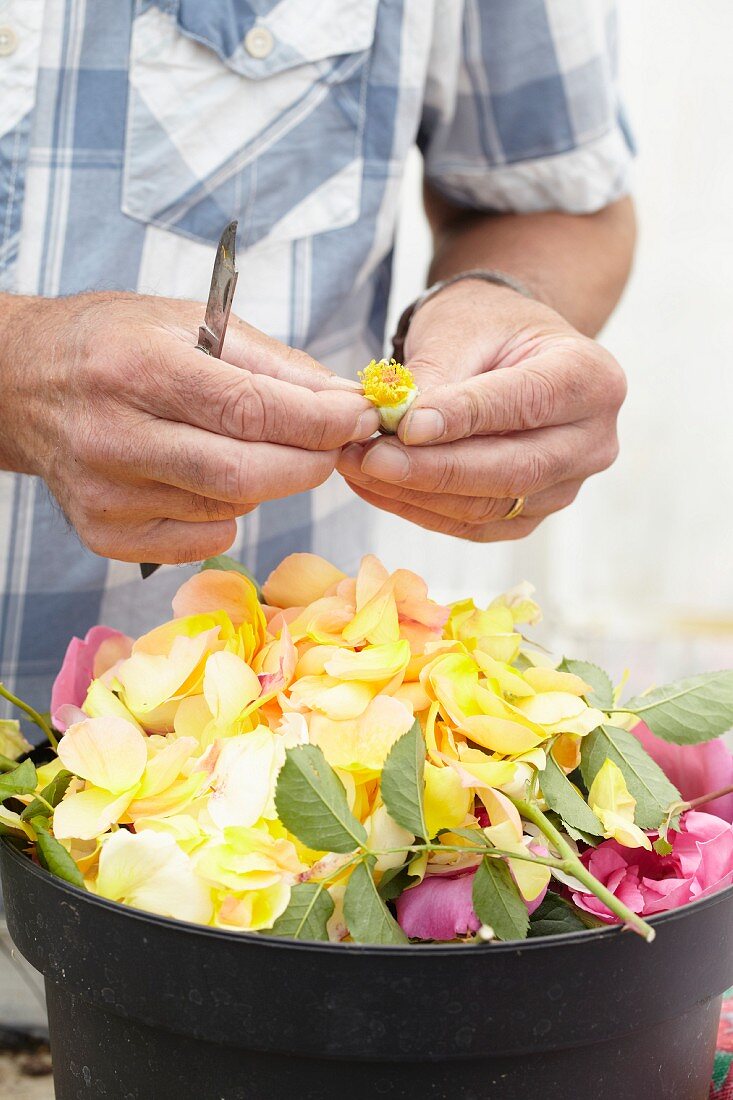 Man removing rose petals