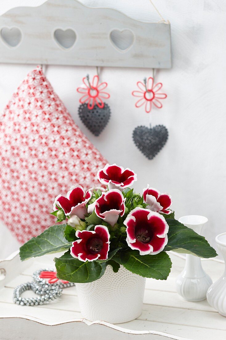 Gloxinia 'Kaiser Friedrich'