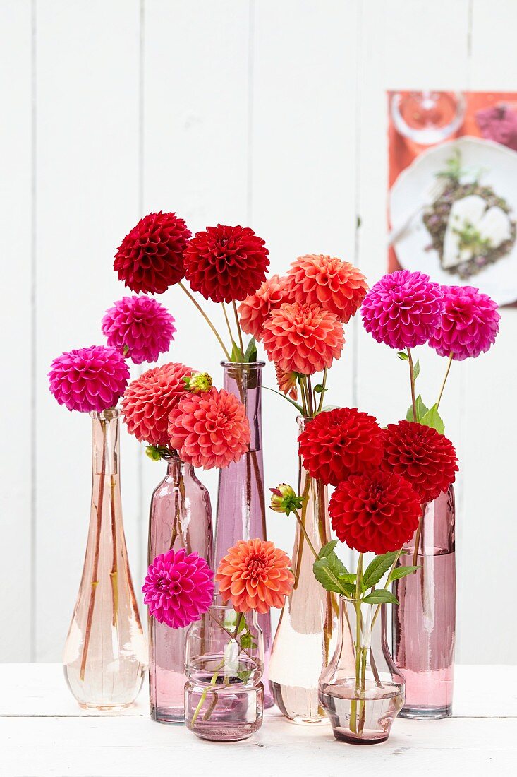 Mixture of pompon dahlias