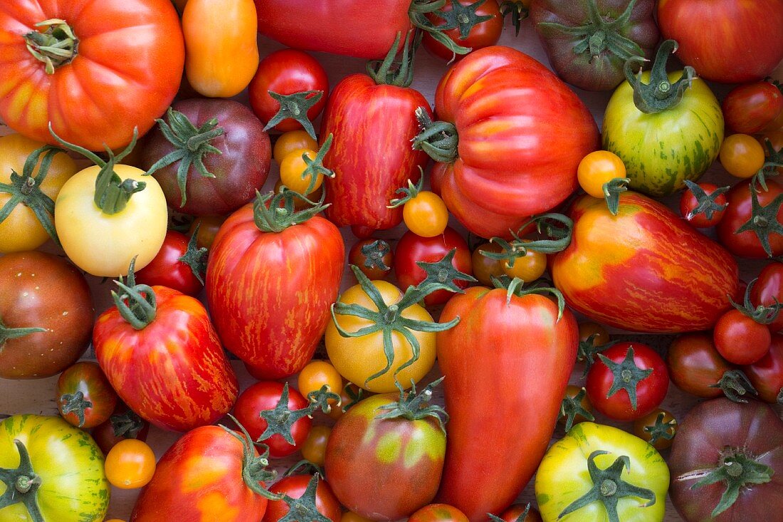 Verschiedene Heirloom Tomaten (Draufsicht)
