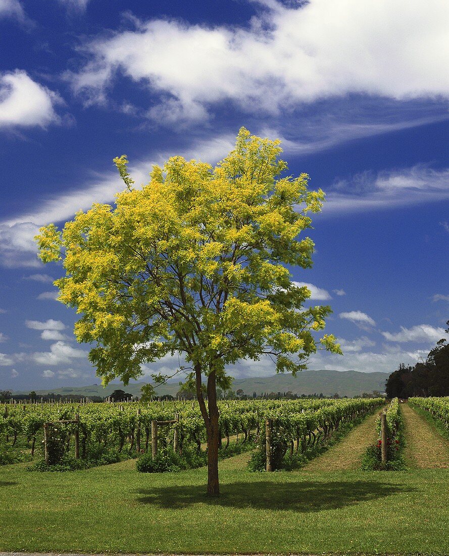 Weinberg von Gut Ngatarawa im Gebiet Hawke's Bay, Neuseeland