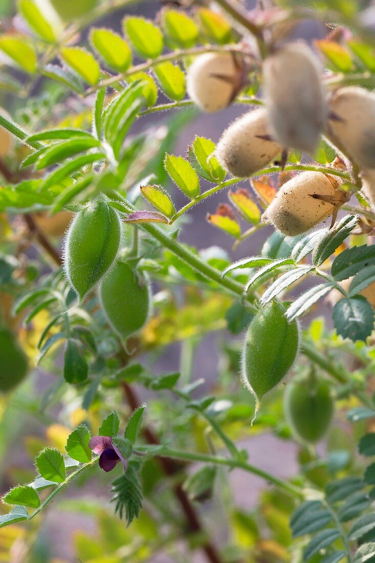 Chickpeas on a plant in a garden