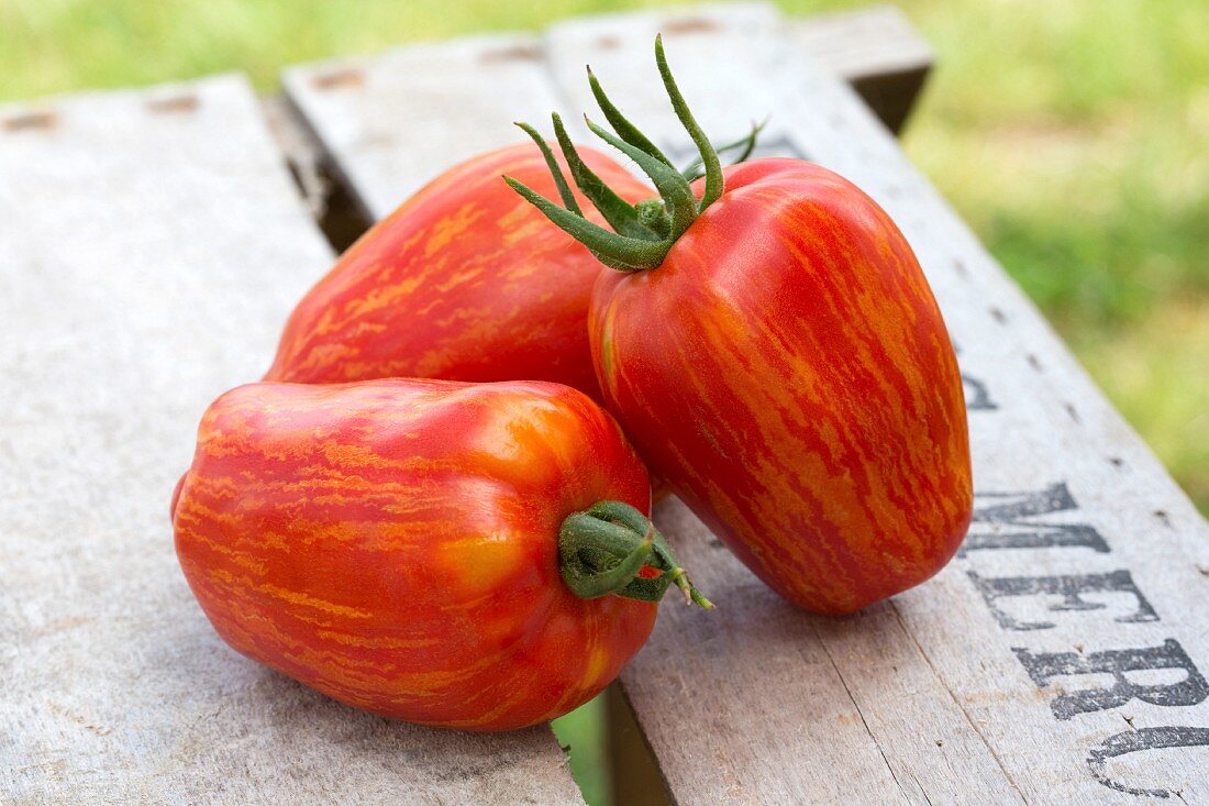 Drei rote Heirloom Tomaten auf Holzkiste im Garten