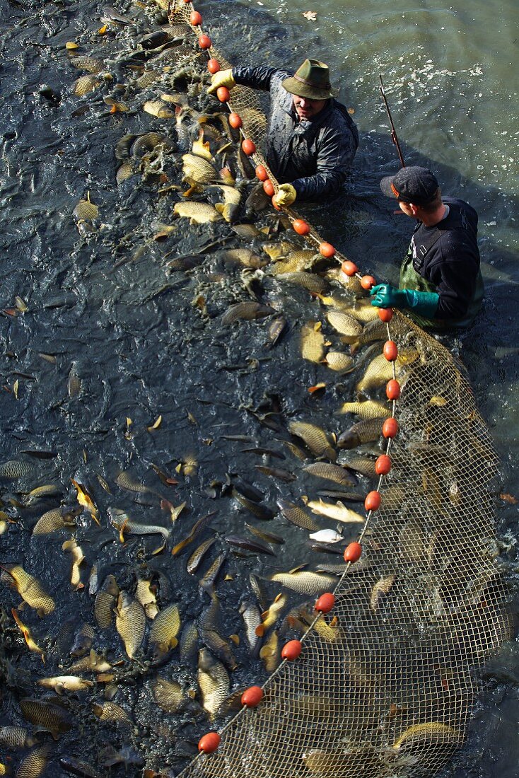 Fischer beim Abfischen eines Fischteiches im Herbst